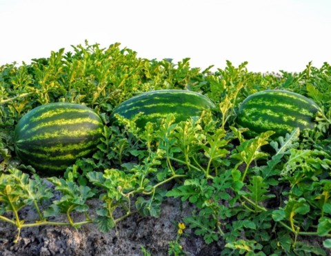 Melons sitting next to each other on the farm