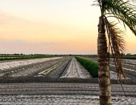 Reducing Chemical Herbicides on the Farm