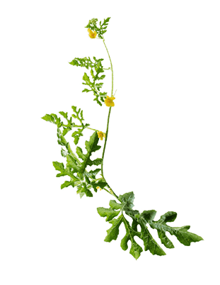 Watermelon Leaves - Melon 1